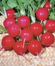 RAVANELLO ROSSO TONDO SAXA GR.100